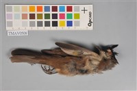 藏品(黑喉紅臀鵯)的圖片